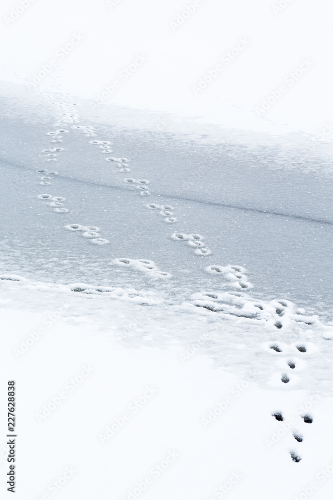 Rabbit tracks on the ice Rabbit tracks on the ice