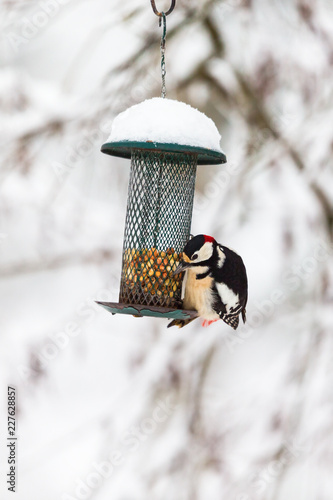 Bird feeders in the winter with a Great Spotted Woodpecker