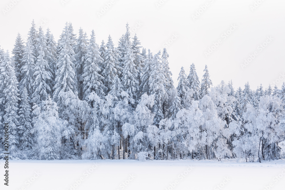 Fototapeta premium Winter forest with snow and frost in the trees