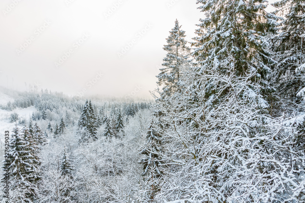 View of a forest with frost and snow in the winter View of a forest with frost and snow in the winter
