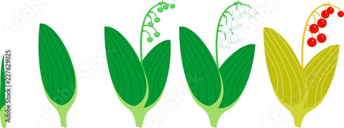 Life cycle of Lily of the valley or Convallaria majalis. Stages of growth from green sprout to adult plant with flowers and red berries