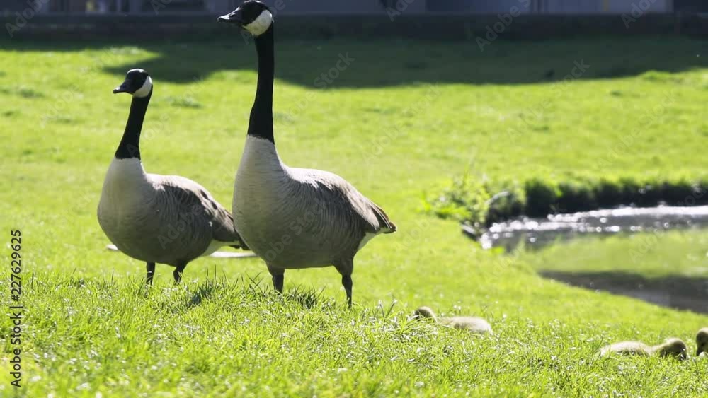 Tiny fluffy ducklings with duck walking on green lush grass of meadow with pond on background in sunlight. Ghent, Belgium