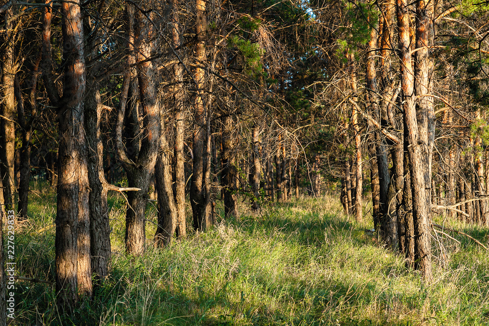 Naklejka premium pine planting. Linear perspective from tree trunks