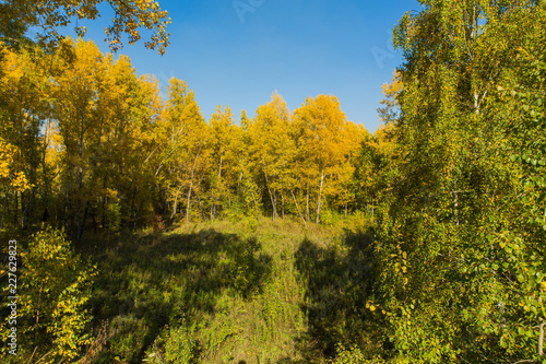 Fototapeta Naklejka Na Ścianę i Meble -  Colorful autumn forest on september sunny day