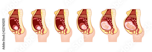 woman pregnant anatomy vector