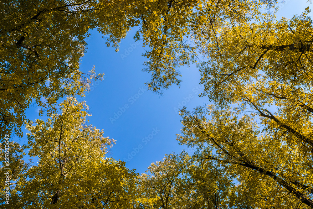 Autumn trees in the park against the blue sky Autumn trees in the park against the blue sky