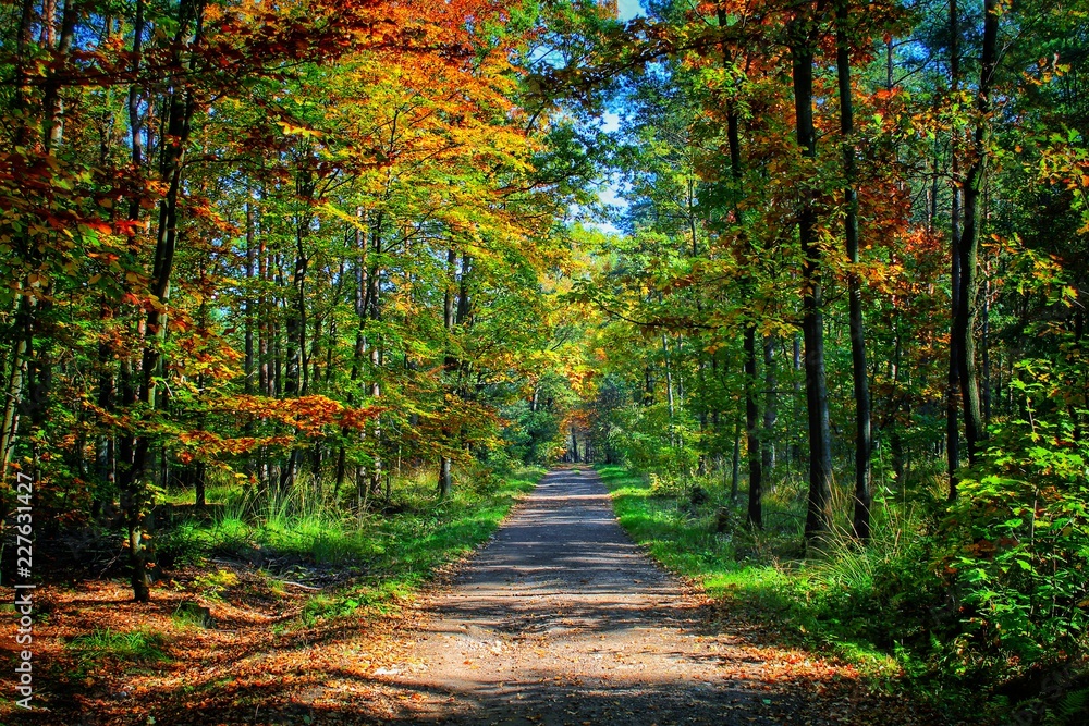 Fototapeta premium Las