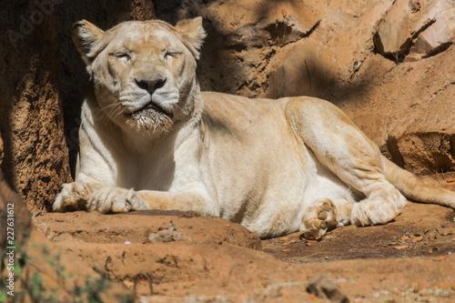 White lion female  panthera leo  resting with sunlight on sand surface with rocks background