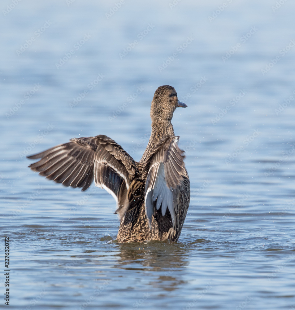 Gadwall Duck Gadwall Duck