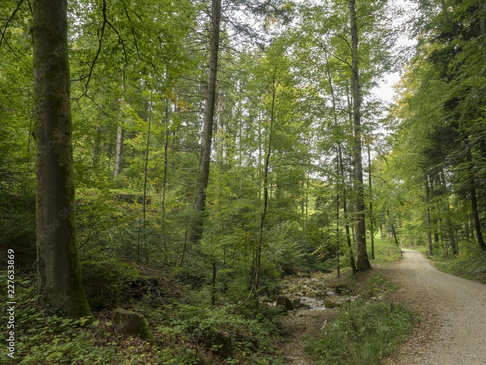 De Reigoldswil au volgelberg. Le sentier à l'ombre bordé de hauts pins et de hêtres. De Reigoldswil au volgelberg. Le sentier à l'ombre bordé de hauts pins et de hêtres.