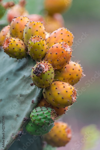  cactus pear fruits  Opuntia ficus-indica  