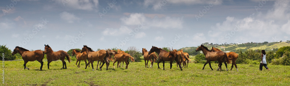 Obraz premium herd of horses on a pasture