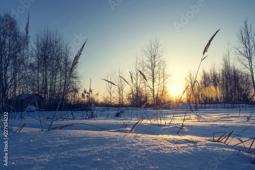 Frosty grass at winter sunset. Winter background.