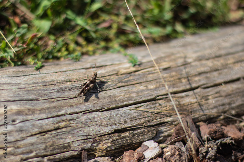 Tiny brown grasshopper on a wood log Tiny brown grasshopper on a wood log