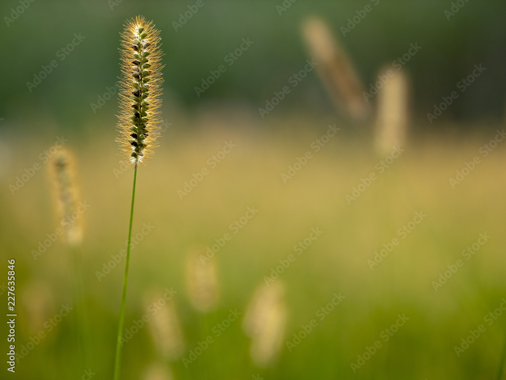 grassland, meadow, field, pasture, paddock, lea, sward, glebe, grain, blur, summer, close-up, fresh, nature, open air