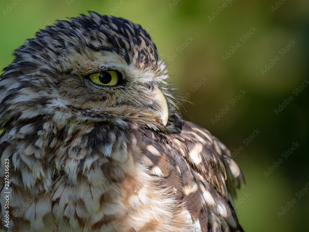 Burrowing owl (Athene cunicularia) Burrowing owl (Athene cunicularia)