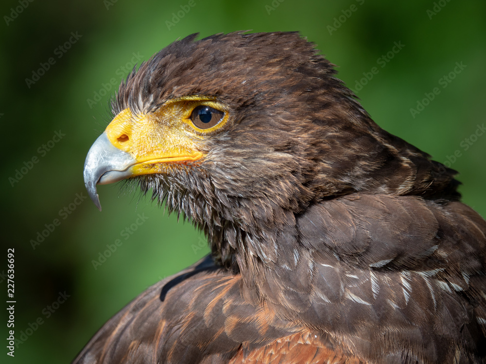 Harris's Hawk (Parabuteo Unicinctus) Harris's Hawk (Parabuteo Unicinctus)