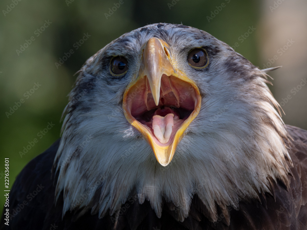 Fototapeta premium Bald eagle (Haliaeetus Leucocephalus)