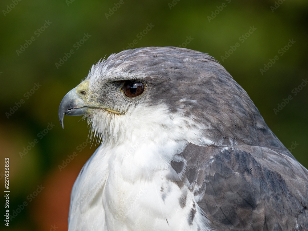Variable hawk (Geranoaetus polyosomaa) Variable hawk (Geranoaetus polyosomaa)