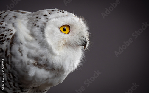 Snowy owl (Bubo scandiacus)