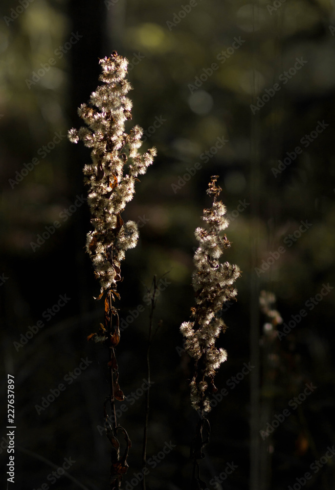 spikes of wild grass in sunlight on a blurred dirty green forest background.
spikes of wild grass in sunlight on a blurred dirty green forest background.