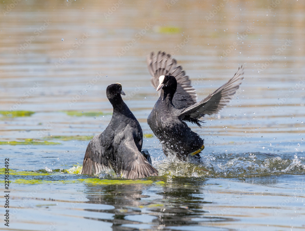 Fototapeta premium Coots Fighting