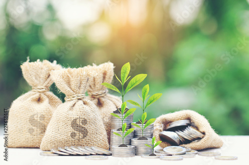 Trees growing on coins money with money bag on green background, investment and business concept photo