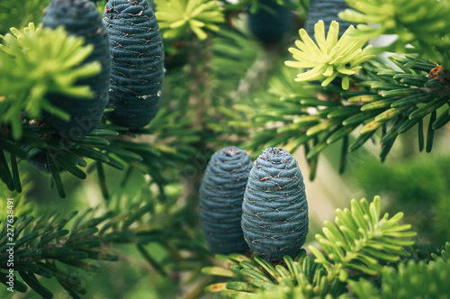 Beautiful young pine cones on the background of branches. Christmas background. Toned. photo