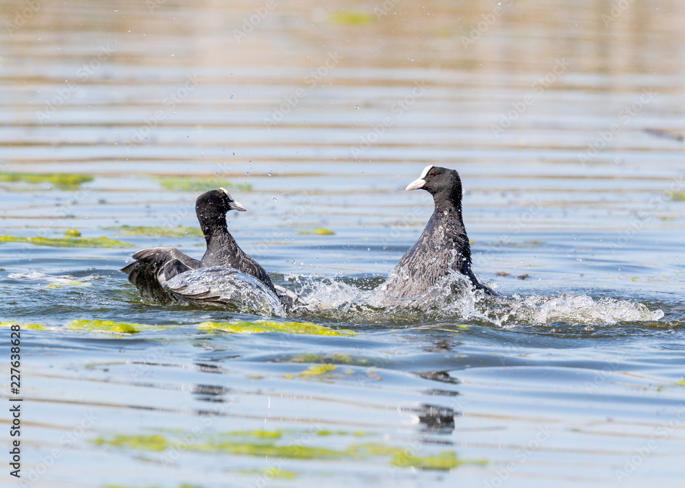 Fototapeta premium Coots Fighting