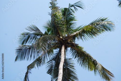 PAlm coconut