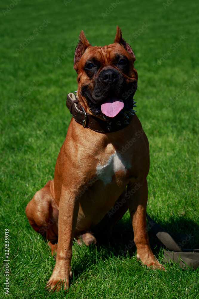 Dog breed German Boxer