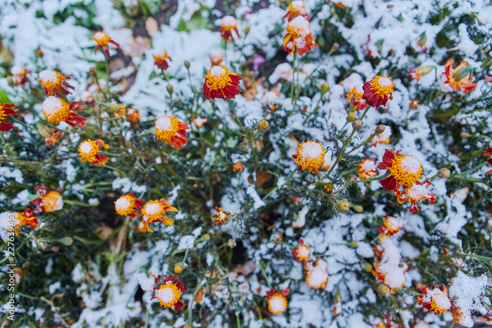 The first snow fell on orange and yellow flowers. Flowers freeze and die from the first frost.