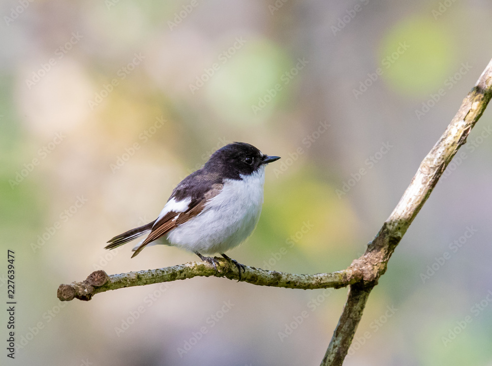 Fototapeta premium Pied Flycatcher