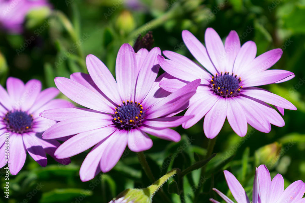 Purple flowers during day green bush Purple flowers during day green bush