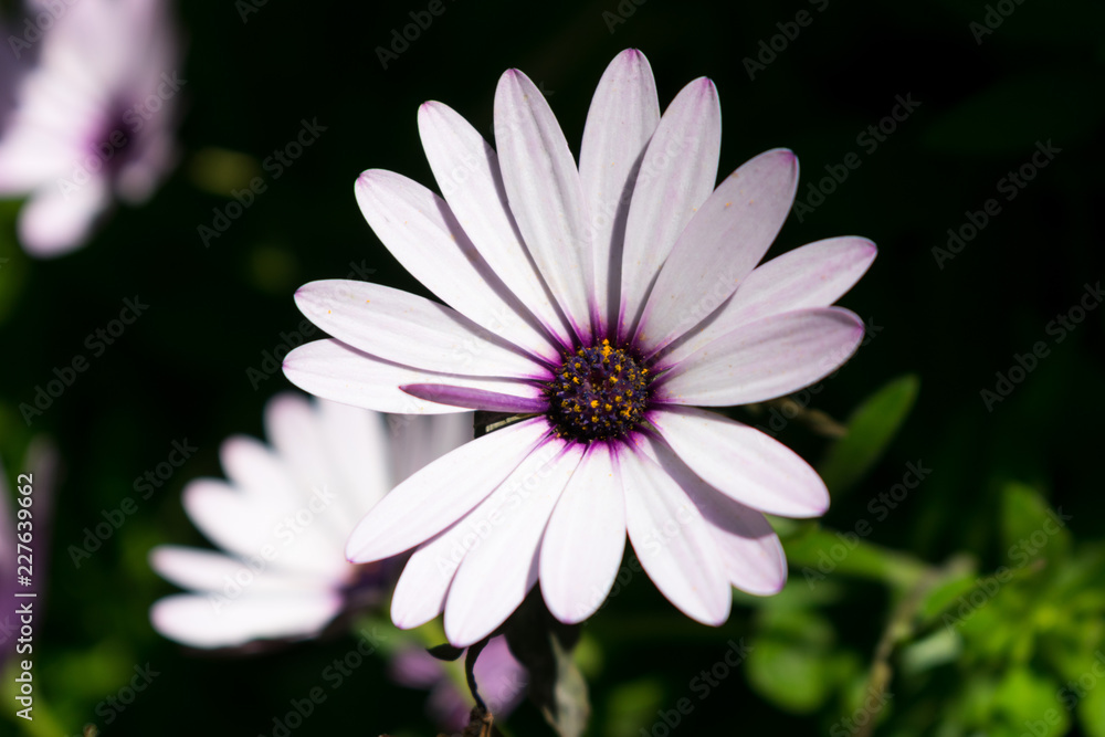 Purple and white flowers during day green bush Purple and white flowers during day green bush
