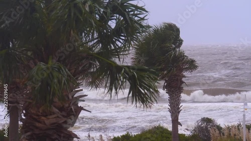 Hurricane Wind on Beach Palm Trees
