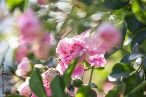 Rosa gallica flower