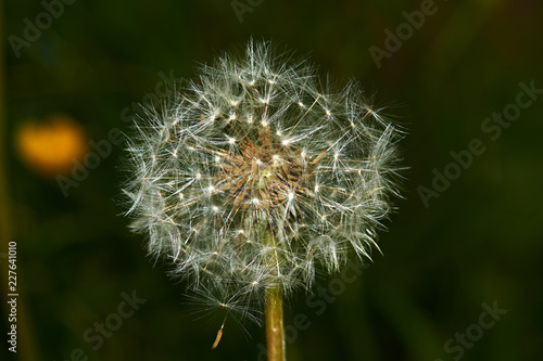Fototapeta Naklejka Na Ścianę i Meble -  Dandelion in the flowering period is shown in close-up. Selected individual seeds with air legs, which are detached from the flower under gusts of wind. Macro, Russia, Moscow region, nature, flowers