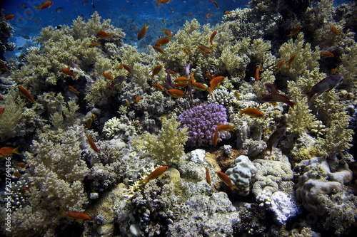 Fototapeta Naklejka Na Ścianę i Meble -  Coral reefs of Red Sea, Sharm el Sheikh, Egypt 