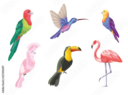 set tropical birds exotic nature