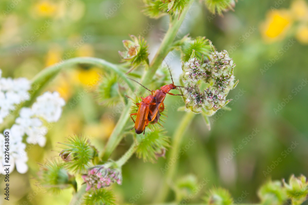 red bug red bug