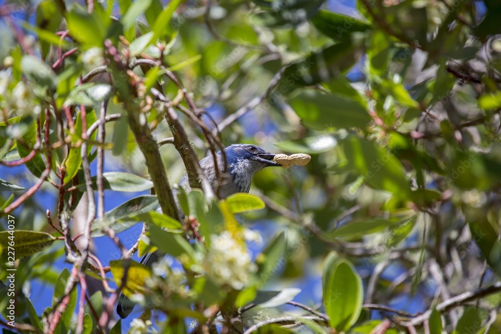 Obraz premium California Scrub jay (Aphelocoma californica)