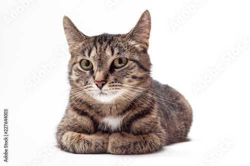 Tabby cat on white background.