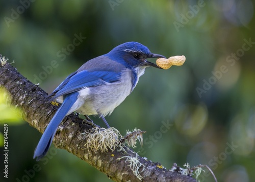 California Scrub jay (Aphelocoma californica)