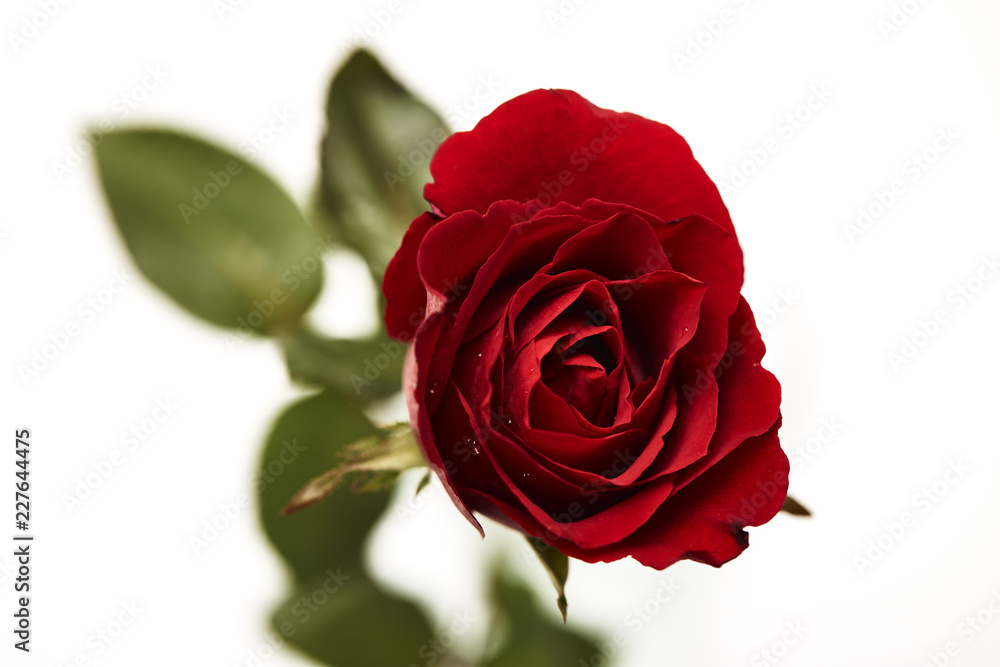 Fototapeta premium one red rose flower head on white