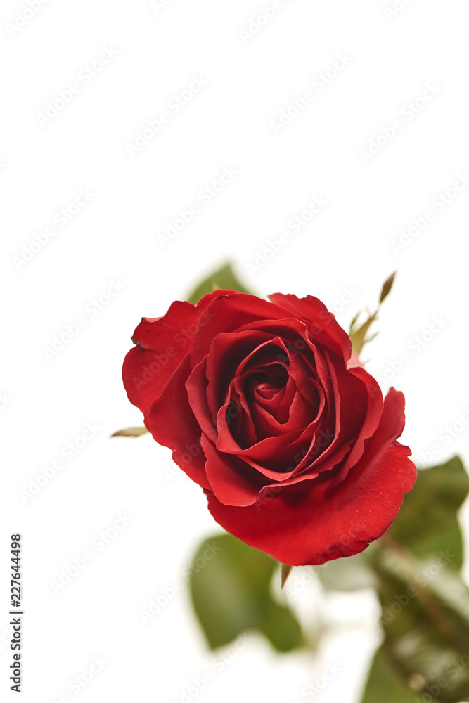 one red rose flower head on white one red rose flower head on white
