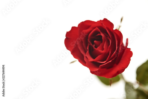 one red rose flower head on white