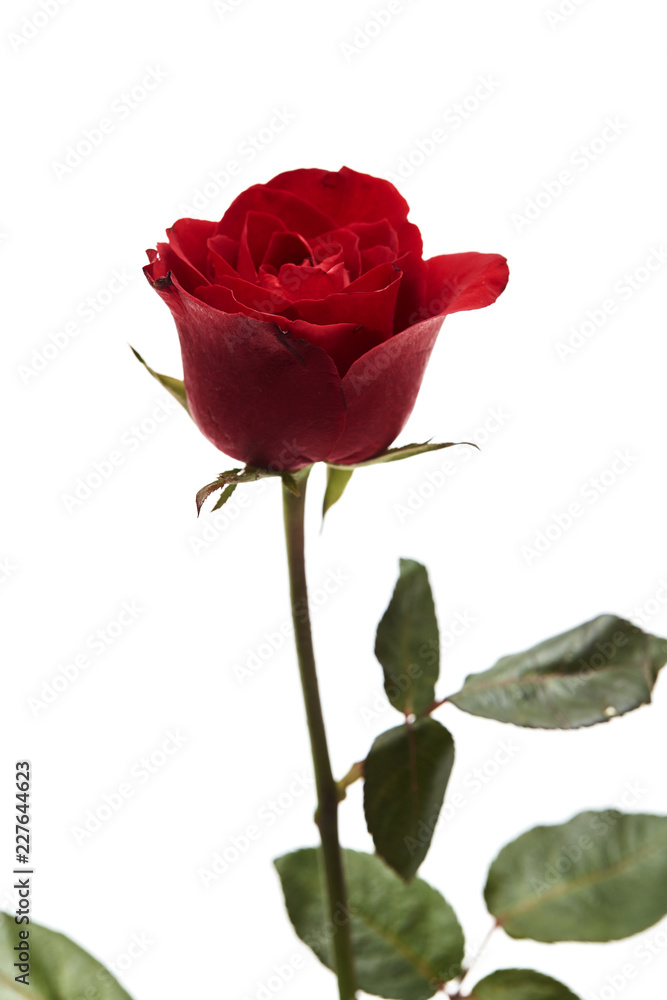 Beautiful single red rose flower Beautiful single red rose flower