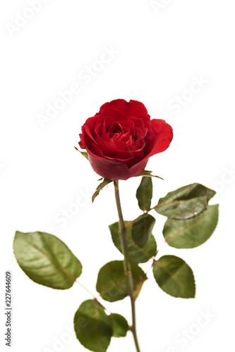 Beautiful single red rose flower