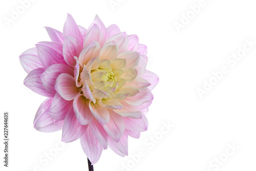 Beautiful purple dahlia flower head isolated on white background